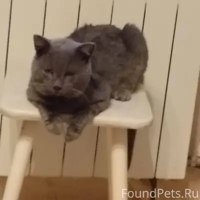 Помогите найти кота!!!!!! 23 н...