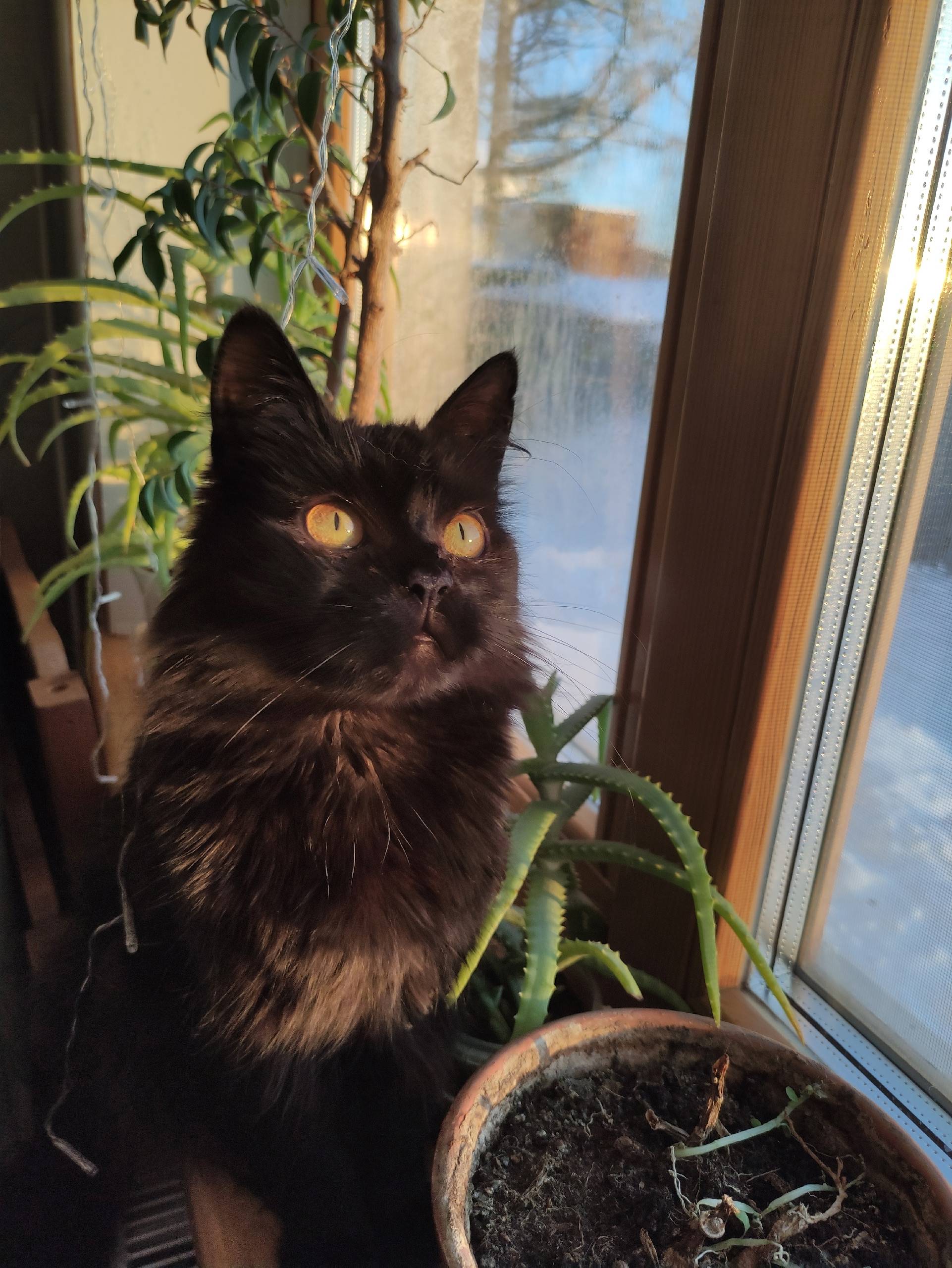 ❗ПРОПАЛА КОШКА❗ Пропала кошка ...