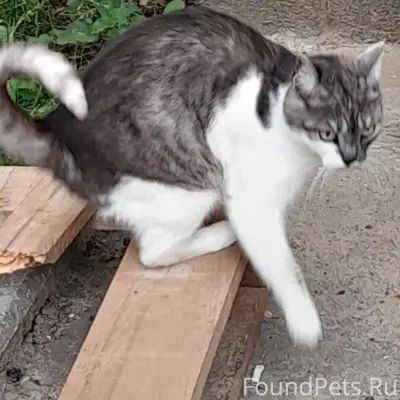 ПРОПАЛА КОШКА