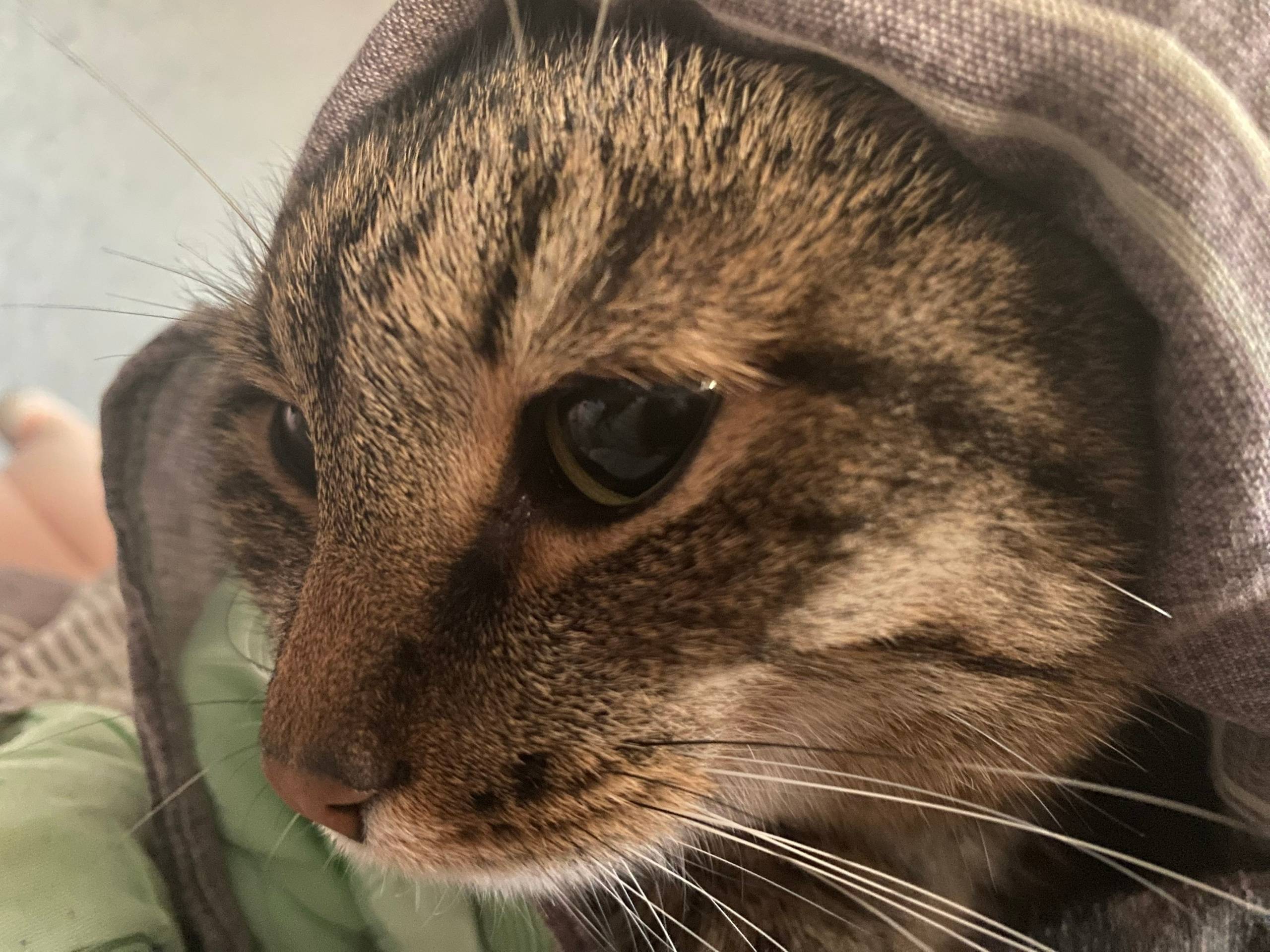 Пропала кошка по имени Маргоша...