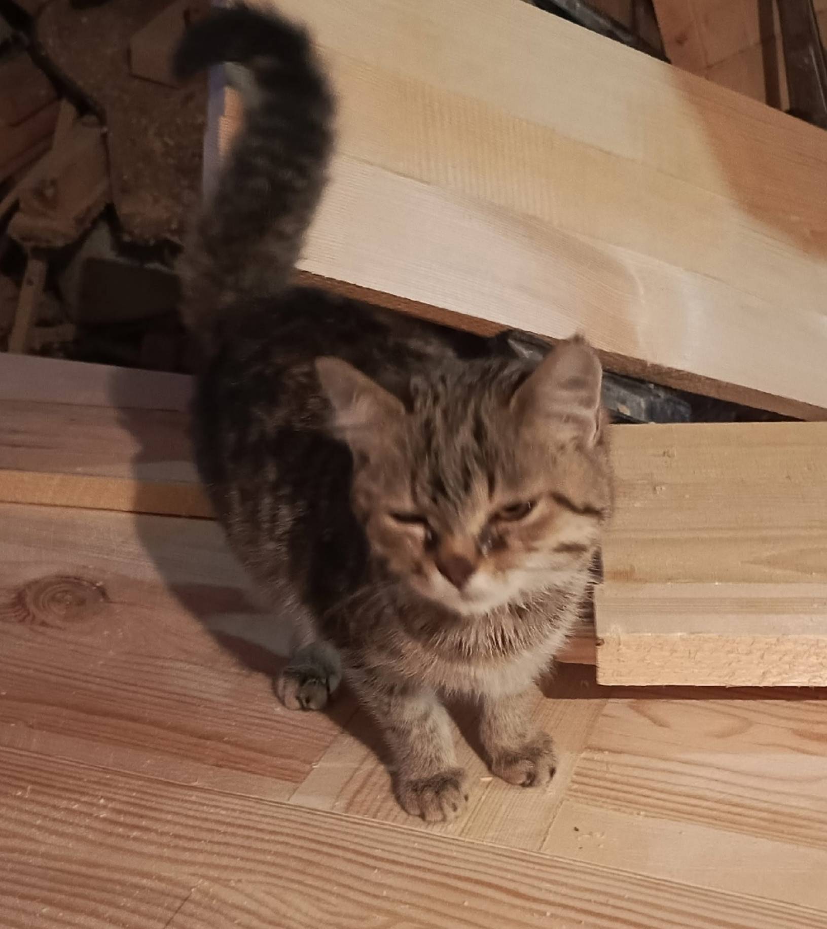 Котёнок найден на ул.Воинова. ...