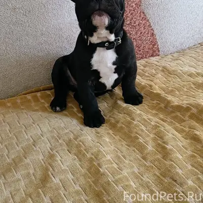 Пропала собака французский бул...