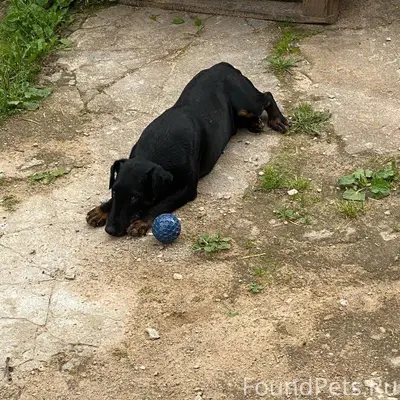 Пропала собака,мальчик,породы ...