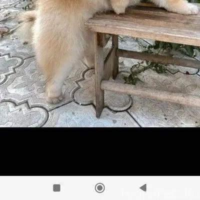 Здравствуйте. Потерялась собак...