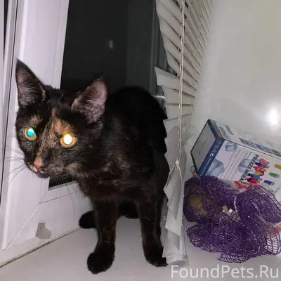 Найдена кошечка (на вид месяце...