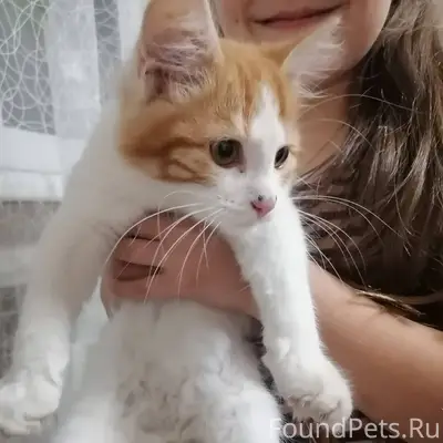 В районе больницы найден котён...