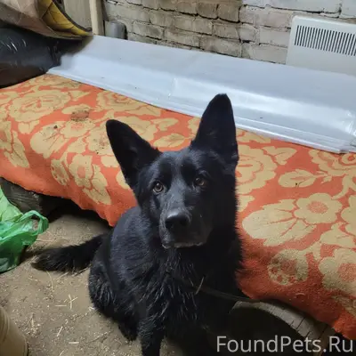 Найдена молодая собака, типа о...