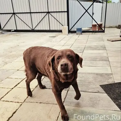 Всем привет. Вчера пропал лабр...