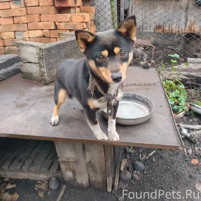 Помните пост о двух собачках, ...