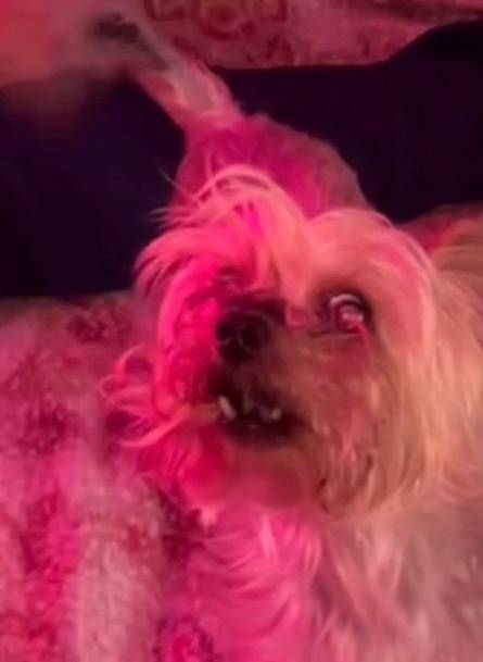 28 ноября потерялась собака йо...