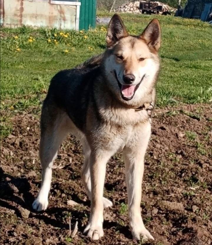 Потерялась собака западно-сиби...