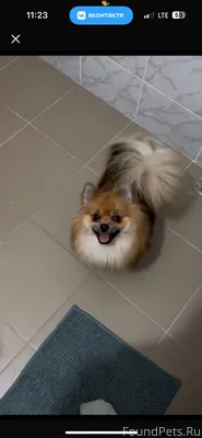 Помогите пожалуйста найти соба...