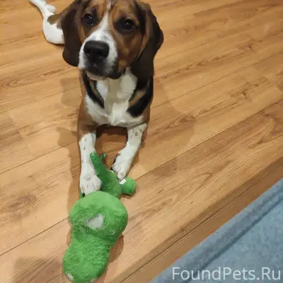 Потерялась собака,если кто то ...