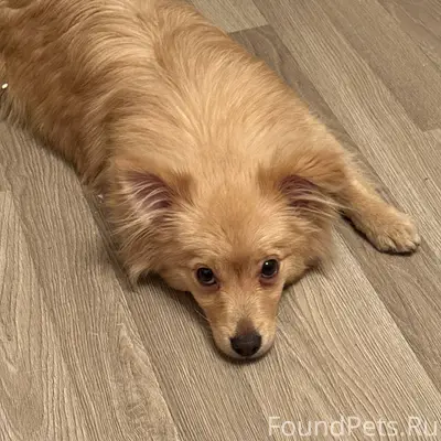 Найдена собака 28 ноября, отда...