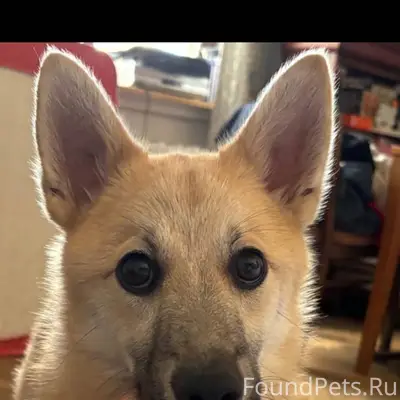 Срочно! Сегодня убежала собака...