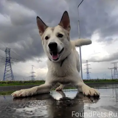 Потерялся пес Умка в районе ре...
