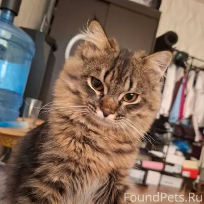 ПРОПАЛ КОТ! ОЧЕНЬ НУЖНА ПОМОЩЬ...