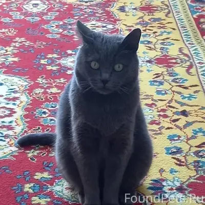 Как 2,5 месяца прошло, кота...