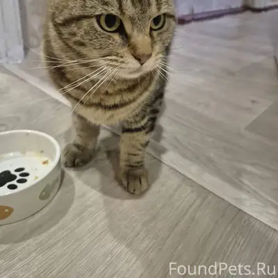 Найден кот,видно что был домаш...