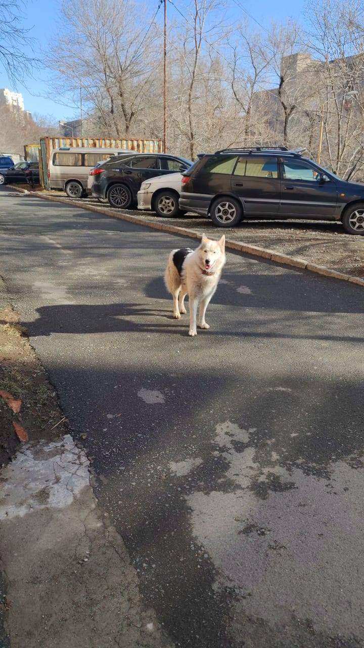 Найдена собака 