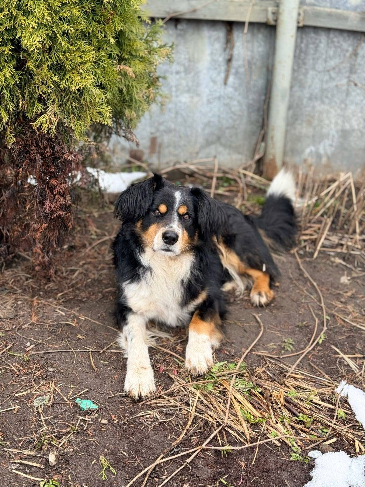 Пропала собака породы бернский...