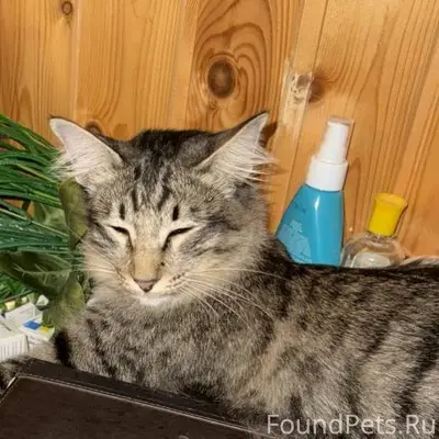 Пропала кошка. Д. Бабурино. На...