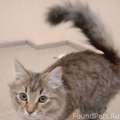 У первой школы начальной найде...