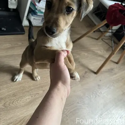 Найден щенок на проезде Карамзина 