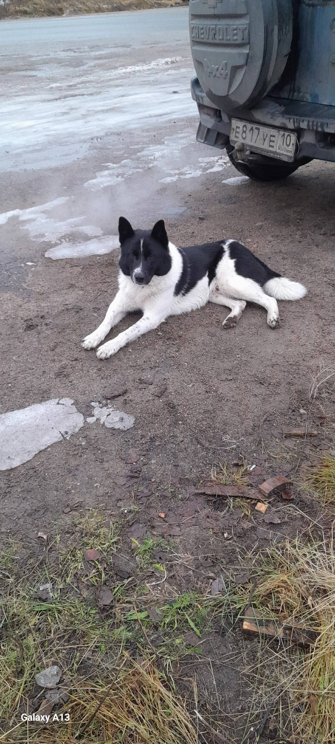 Кто потерял собаку? Второй ден...