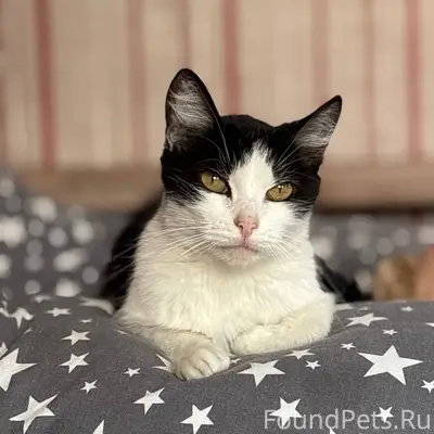 ‼️Пропала кошка, с 29.11 не...