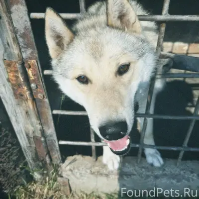 Потерялась западносибирская ла...