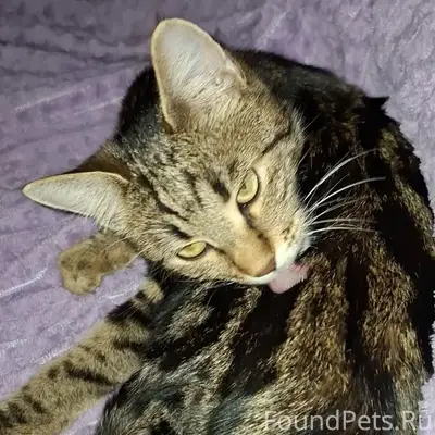 На проспект победе 10А, пропал...