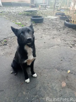 Потерялся щенок в районе перее...