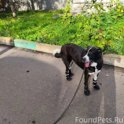 ⚠️ Пропал(а) собака 📍 М...