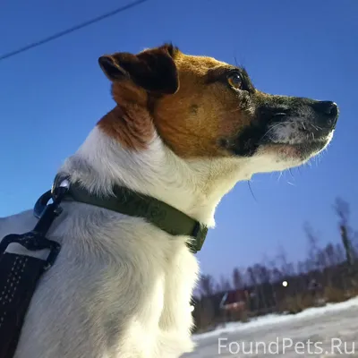 Мой пёс меня с ума сведёт...