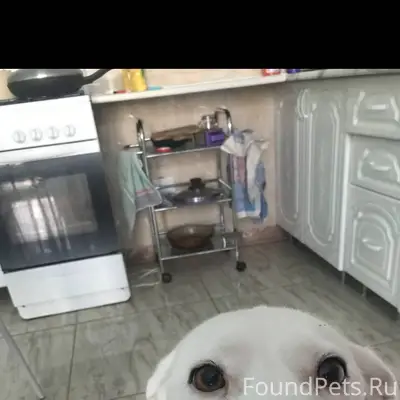 ПРОПАЛИ ДВЕ СОБАКИ! ВЫБОРГСКИЙ...