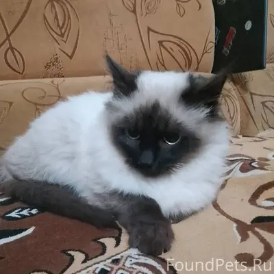 Пропал кот, по кличке Барон. Н...