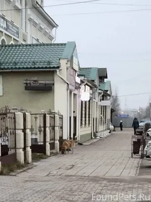 На Гермесе бгала собака с ошей...