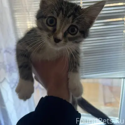 Пропал котенок в Ленинском рай...