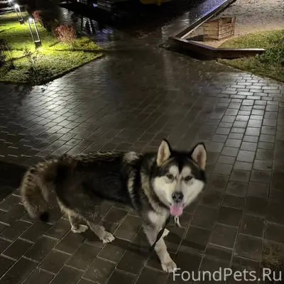 Бегает с оторванной веревкой о...