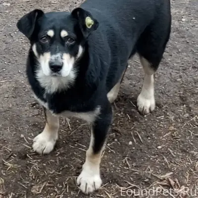 Это уже пост отчаяния. Собачка...