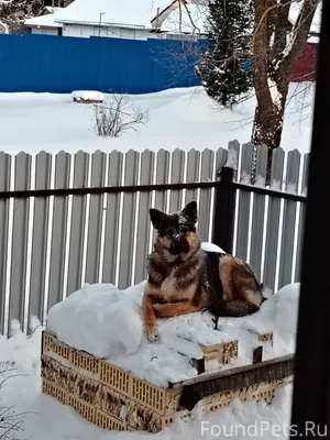 Село Ильинское, убежали две со...