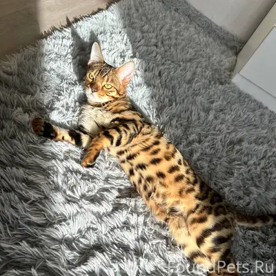 Пропал кот по кличке «Лео» Выб...