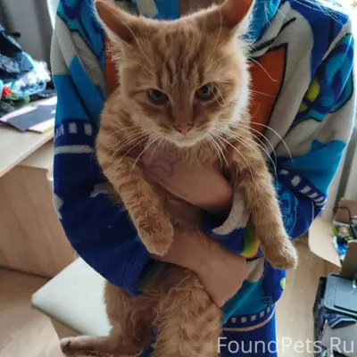 📌📢❗ НАЙДЕН КОТ ( ИЛИ КОШКА) 📌....