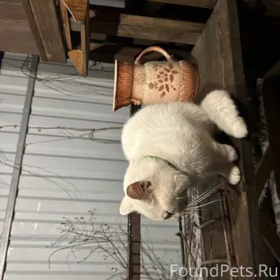 Найден белый кот
