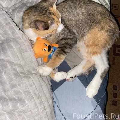 Пропала кошка! 30.11 потерялас...