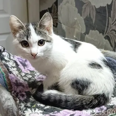 Найден котенок,мальчик,был оче...