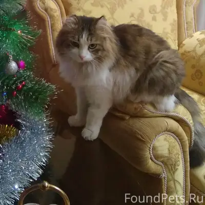 Пропал кот, 4 дня назад. Пр...