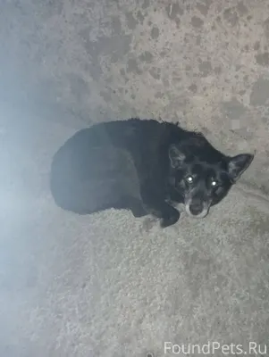 Никто не терял собаку? Очень с...