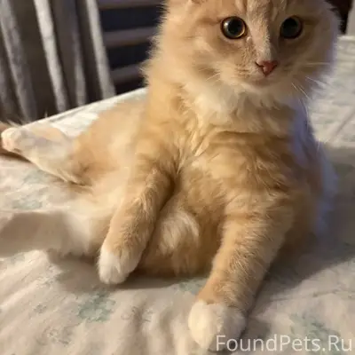 Пропал котенок(6 месяцев),рыже...